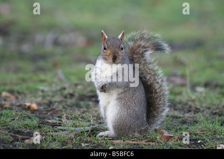 L'écureuil gris Sciurus carolinensis Banque D'Images