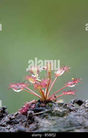 De forme oblongue leaved sundew Drosera intermedia Banque D'Images