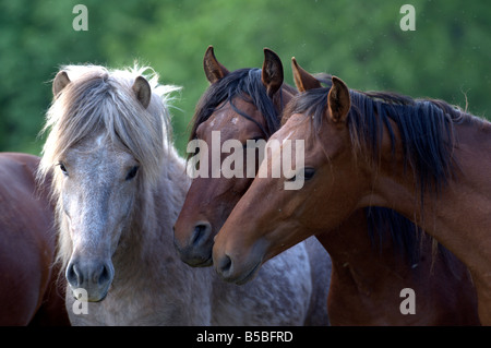 Mangalarga Marchador (Equus caballus), deux jeunes étalons sur un pré à communiquer avec un cheval islandais Banque D'Images
