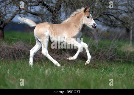 Cheval Haflinger (Equus caballus), poulain de galoper sur un pré Banque D'Images