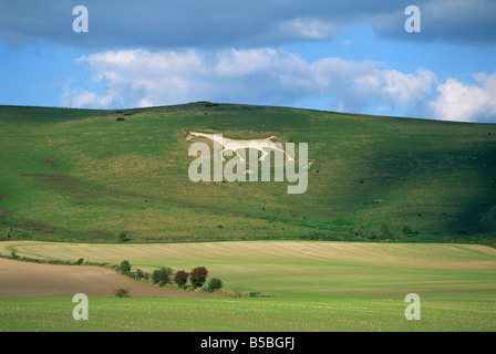 Cheval blanc datant de 1812 sculpté dans la craie sur Milk Hill, Marlborough Downs, donnant sur Vale de Pewsey, Wiltshire, Angleterre Banque D'Images