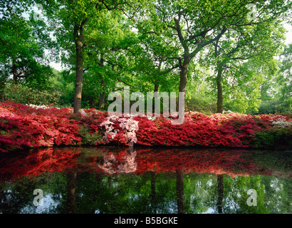 La plantation d'azalées Isabella Richmond Park Londres Angleterre Royaume-Uni Europe Banque D'Images