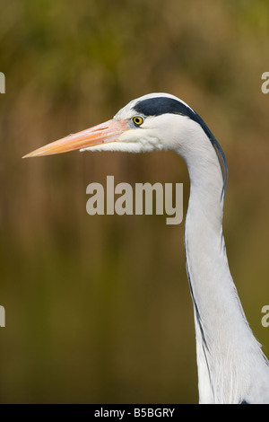 Héron cendré Ardea cinerea adultes close up of permanent de la tête et du cou pour regarder patiemment les proies dans le Worcestershire. Banque D'Images