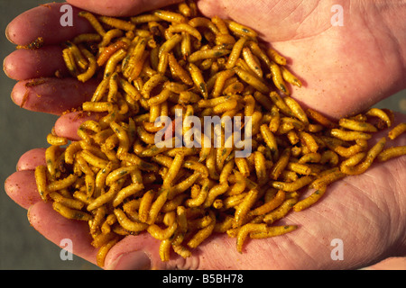 Des asticots pour la pêche les appâts, produites sur la ferme du bleuet, teintes jaune en colorant ajouté sur les abats, aliments pour animaux, Nottingham, Nottinghamshire, England, UK Banque D'Images