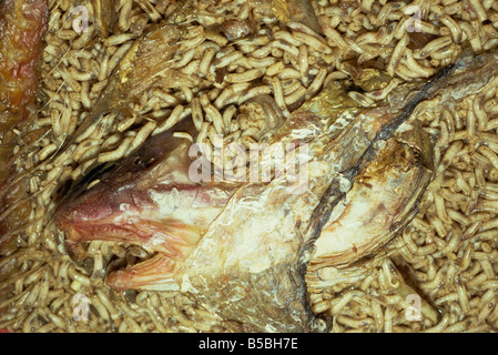 La cueillette des vers la tête du poisson propre immersion parmi leurs aliments sur la ferme du bleuet, Nottingham, Nottinghamshire, Angleterre, Royaume-Uni Banque D'Images