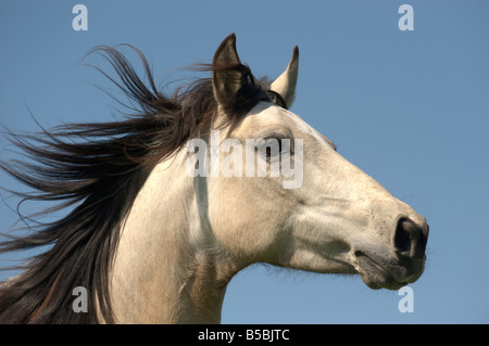 Paso Fino (Equus caballus), mare, portrait avec mane découlant Banque D'Images