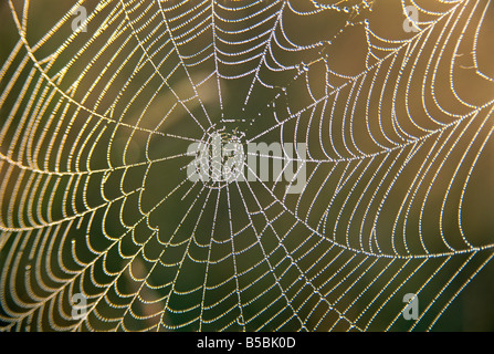 Début de la rosée du matin sur spider's web, Derbyshire, Angleterre, Europe Banque D'Images