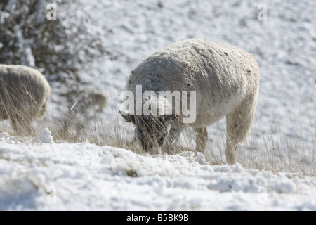 Des moutons paissant dans un champ couvert de neige Banque D'Images