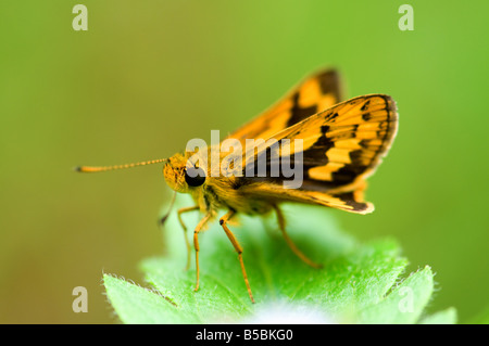 La vue rapprochée de fiery skipper on leaf Banque D'Images