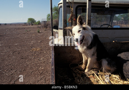 Chien de bétail dans l'arrière d'un camion agricole à Narrabri Cooyong La Nouvelle-Galles du Sud Australie Banque D'Images