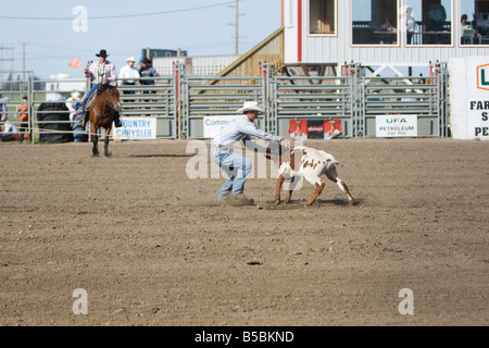 Un cow-boy à la poursuite d'un petit l'Calf roping concours à un rodéo. Banque D'Images