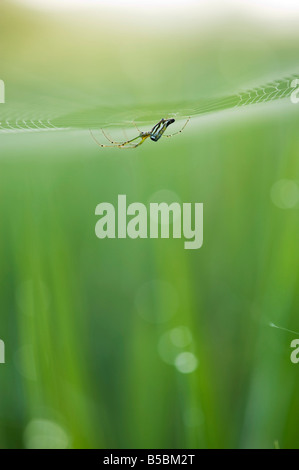 Spider indien délicat sur son site web dans une rizière dans la campagne indienne. L'Inde Banque D'Images