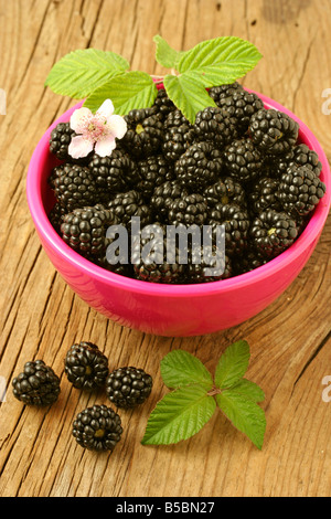 Les mûres Rubus fruticosus Banque D'Images