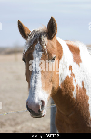 Head shot of a white Paint horse chestnut et avec terrain et ciel bleu en arrière-plan. Banque D'Images