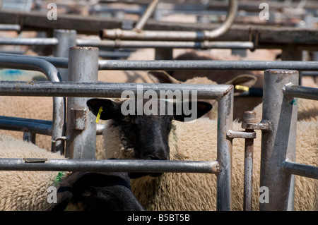 Marché de l'élevage de moutons - en attente de vente Banque D'Images