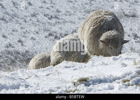 Des moutons paissant dans la neige Banque D'Images