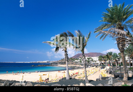 Flamingo Playa Lanzarote Iles Canaries Espagne Banque D'Images