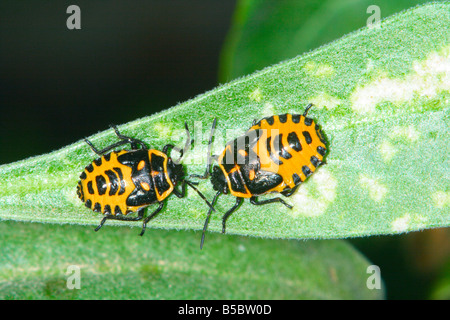 Shield Bugs, Eurydema ventrale. Deux nymphes on leaf Banque D'Images