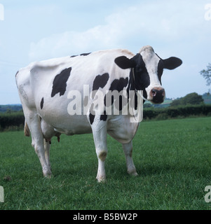 Friesian Holstein vache laitière de lait sur pâturage de graminées Devon Banque D'Images
