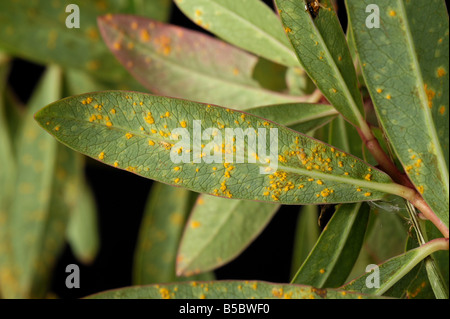 La rouille Melampsora euphorbiae sur Euphorbia Euphorbia griffithii Fireglow quitte Banque D'Images