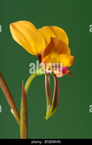 Âne australienne ou d'orchidées orchidée Wallflower, une des nombreuses orchidées terrestres trouvés en Australie Banque D'Images