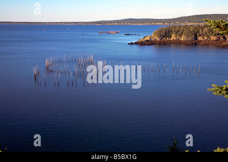 Les Pièges du hareng à Grand Manan Island est une petite île de la côte du Nouveau-Brunswick sur la côte atlantique du Canada Canada Banque D'Images