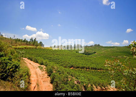 Une plantation de café au Brésil Banque D'Images