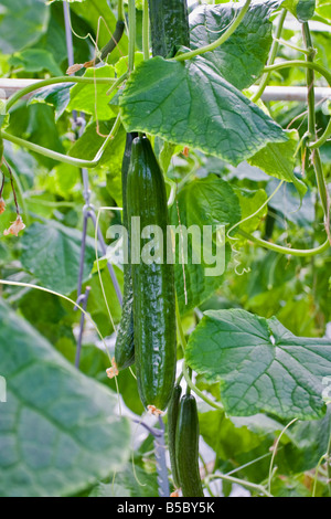 Concombre anglais croissante, Cucumis sativus, dans une serre Banque D'Images