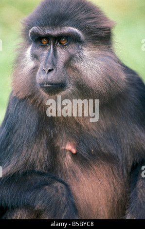 Saeugetiere macaque des Célèbes Primaten Schopfmakak Cynopithecus Macaca nigra oder macaque à crête de Célèbes niger ou noir macaq Banque D'Images