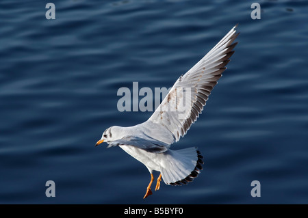 Flying gull mouette - Rire - splashdown Banque D'Images