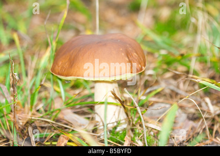 Dans l'herbe de champignons Xerocomus badius bolet Bay Banque D'Images