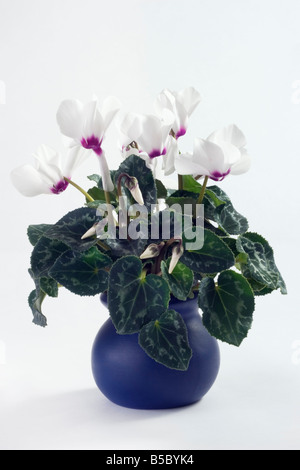 Le cyclamen en pot bleu Banque D'Images
