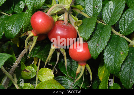 Grand mûr de rose musquée Rosa rugosa rubra plantes ornementales et source de vitamine C en automne Banque D'Images