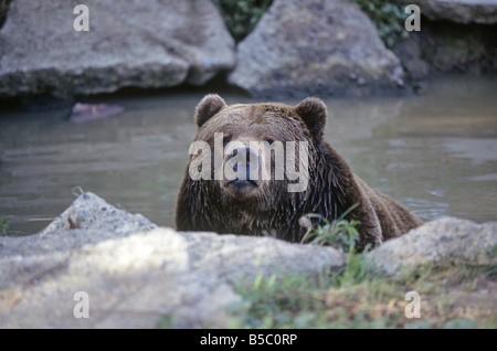 Un adulte de l'ours grizzli d'Alaska se profile sur une roche comme elle refroidit dans un ruisseau et cherche de la nourriture, le parc national Denali, en Alaska. Banque D'Images