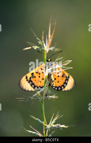 Acraea terpsicore. Tawny Coster papillon sur une tige d'herbe dans la campagne indienne. L'Inde Banque D'Images