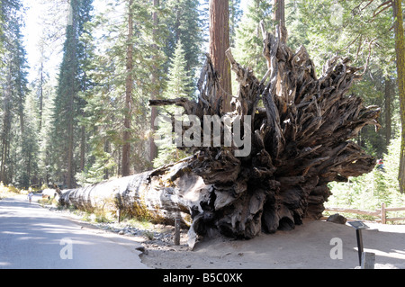 'Arbre Séquoia géant tombé à Mariposa Grove, Yosemite National Park, California USA Banque D'Images