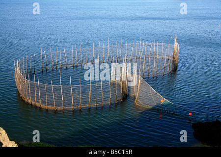 Piège de hareng à Grand Manan Island est une petite île de la côte du Nouveau-Brunswick sur la côte atlantique du Canada Canada Banque D'Images