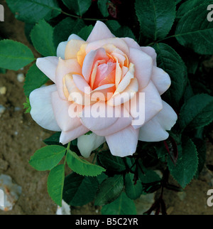 Une floraison Rosa 'Champagne' Banque D'Images