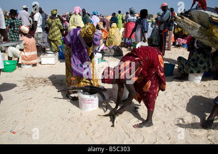 Les femmes l'achat et la vente de tout le poisson débarqué sur plage de Yoff Sénégal Afrique de l'Ouest Banque D'Images