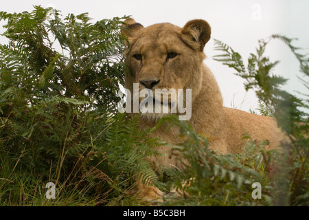 Un lion d'Afrique ( Panthera leo ) se cache dans les buissons Banque D'Images