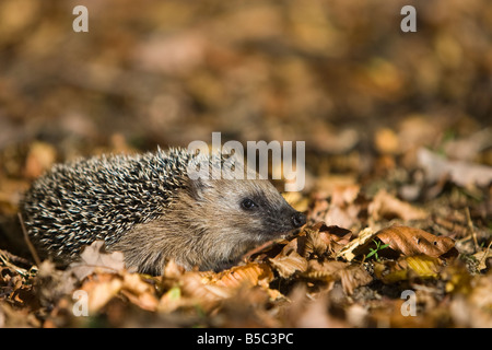 Europäischer Igel hérisson Erinaceus europaeus jeune marche sur feuilles de hêtre dans une forêt d'automne Banque D'Images