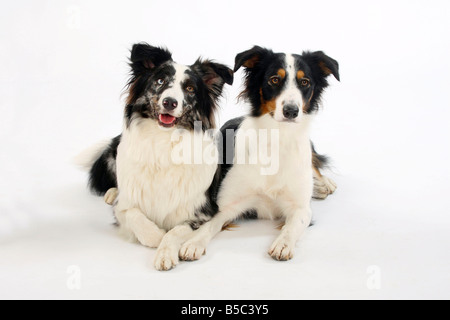 Dog et Berger Australien bleu merle Banque D'Images