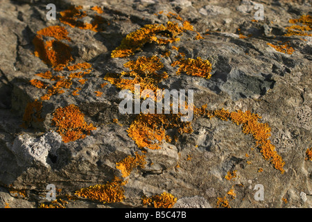 Lichen de couleur vive sur la roche de granit Cornwall UK Banque D'Images