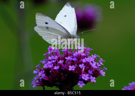 Grand papillon blanc sur Verbena bonariensis Banque D'Images