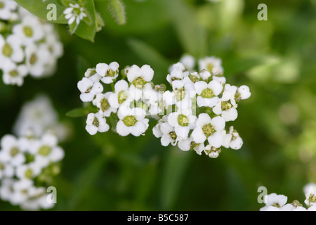 Lobularia maritima Sweet Alyssum (fleurs) Banque D'Images