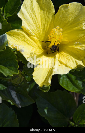 Fleur d'HIBISCUS hibiscus, jaune ou rosemallow abeille Plante Les feuilles sont alternes, simples, ovées à lancéolées, grand, Banque D'Images