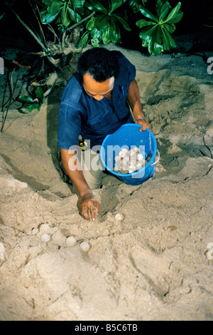 Ranger la collecte de 'Green' les oeufs de tortues de mer. Banque D'Images
