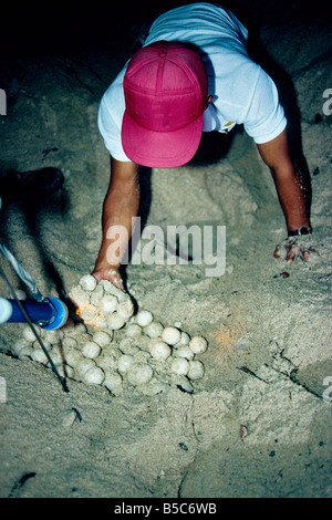 Ranger la collecte de 'Green' les oeufs de tortues de mer. Banque D'Images