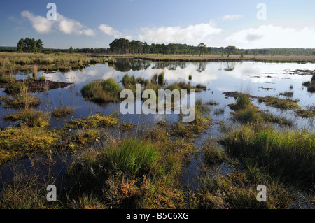 Piscines tourbière Thursley NNR commun Surrey Banque D'Images