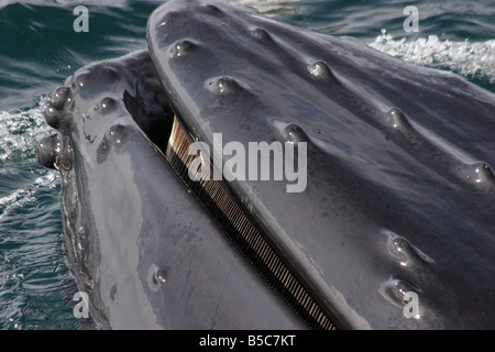 Close-up de la bouche d'une baleine à bosse montrant fanon et des nodules sur c'est la lèvre supérieure. Banque D'Images